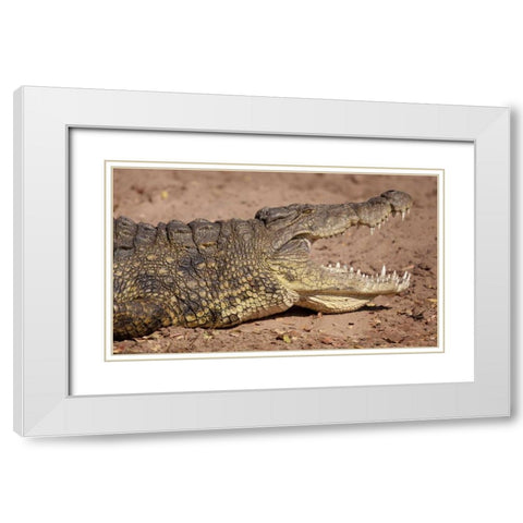 Africa, Botswana, Chobe NP Cocodile Close up White Modern Wood Framed Art Print with Double Matting by Kaveney, Wendy