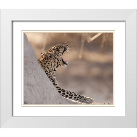 Africa, Botswana, Chobe NP Yawning leopard White Modern Wood Framed Art Print with Double Matting by Kaveney, Wendy