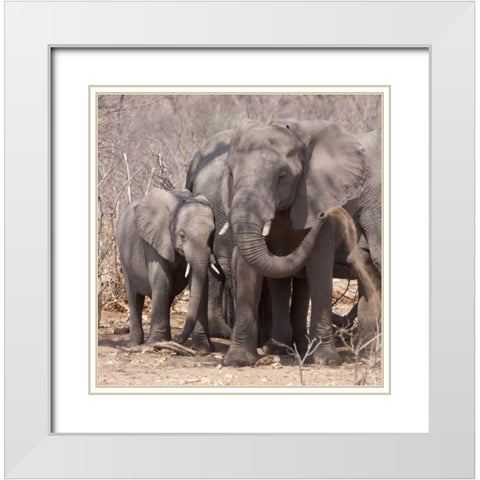 Africa, Botswana, Chobe Mother and baby elephant White Modern Wood Framed Art Print with Double Matting by Kaveney, Wendy