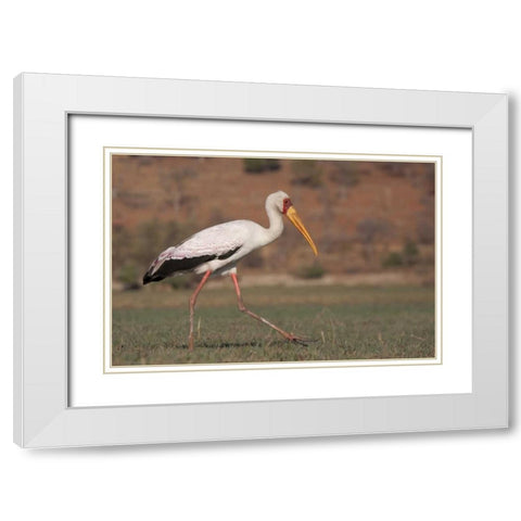 Africa, Botswana, Chobe NP Saddle-billed Stork White Modern Wood Framed Art Print with Double Matting by Kaveney, Wendy