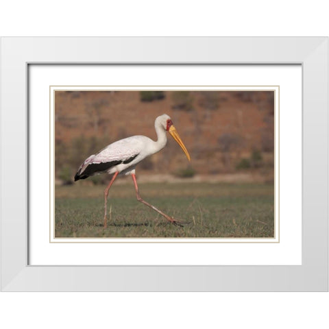 Africa, Botswana, Chobe NP Saddle-billed Stork White Modern Wood Framed Art Print with Double Matting by Kaveney, Wendy
