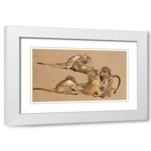 Africa, Botswana, Chobe NP Young baboons at play White Modern Wood Framed Art Print with Double Matting by Kaveney, Wendy