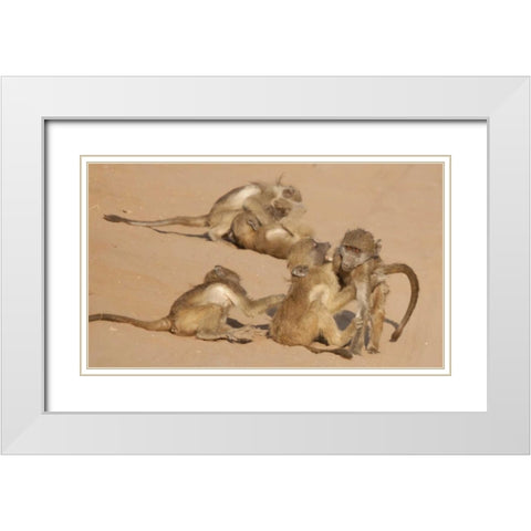 Africa, Botswana, Chobe NP Young baboons at play White Modern Wood Framed Art Print with Double Matting by Kaveney, Wendy