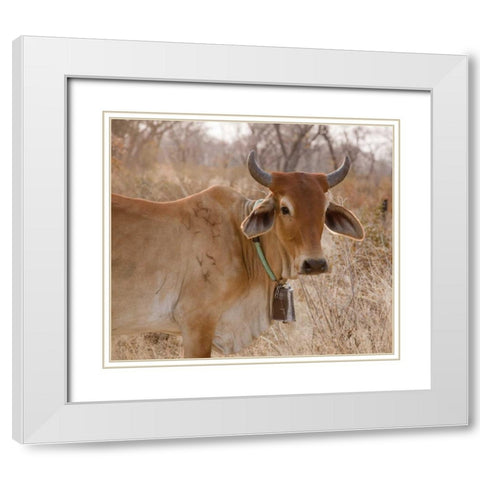 Africa, Botswana, Tsodilo Hills Cow with bell White Modern Wood Framed Art Print with Double Matting by Kaveney, Wendy