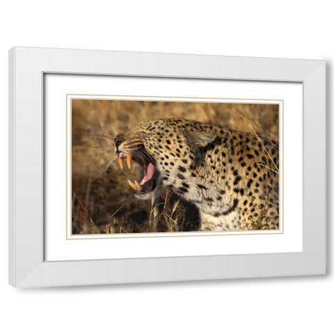 Botswana, Savute Game Reserve Yawning leopard White Modern Wood Framed Art Print with Double Matting by Zuckerman, Jim