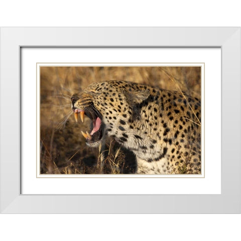 Botswana, Savute Game Reserve Yawning leopard White Modern Wood Framed Art Print with Double Matting by Zuckerman, Jim