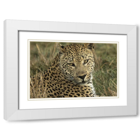 Botswana, Savute Game Reserve Resting leopard White Modern Wood Framed Art Print with Double Matting by Zuckerman, Jim