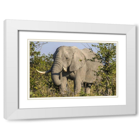 Botswana, Savute Game Reserve Elephant eating White Modern Wood Framed Art Print with Double Matting by Zuckerman, Jim