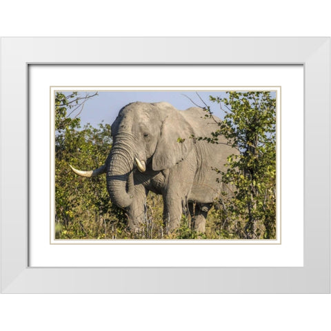 Botswana, Savute Game Reserve Elephant eating White Modern Wood Framed Art Print with Double Matting by Zuckerman, Jim