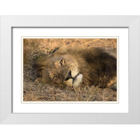 Botswana, Savute Game Reserve Sleeping male lion White Modern Wood Framed Art Print with Double Matting by Zuckerman, Jim
