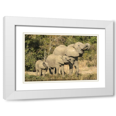 Botswana, Savuti Game Reserve Elephants drinking White Modern Wood Framed Art Print with Double Matting by Zuckerman, Jim