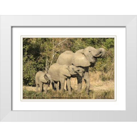 Botswana, Savuti Game Reserve Elephants drinking White Modern Wood Framed Art Print with Double Matting by Zuckerman, Jim