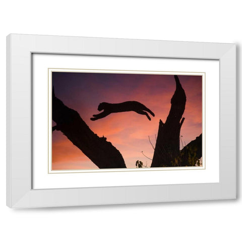 Botswana, Savuti Game Reserve Leopard leaping White Modern Wood Framed Art Print with Double Matting by Zuckerman, Jim
