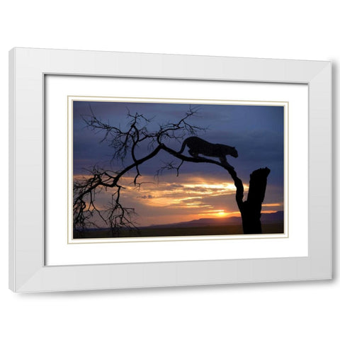 Botswana, Savuti Game Reserve Leopard on branch White Modern Wood Framed Art Print with Double Matting by Zuckerman, Jim