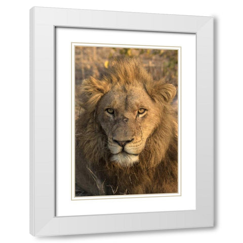 Africa, Botswana, Savuti Game Reserve Male lion White Modern Wood Framed Art Print with Double Matting by Zuckerman, Jim