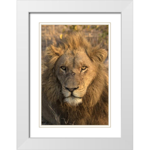 Africa, Botswana, Savuti Game Reserve Male lion White Modern Wood Framed Art Print with Double Matting by Zuckerman, Jim