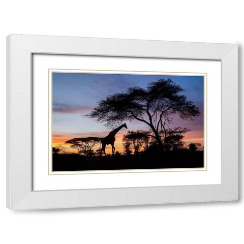 Africa-Botswana-Chobe National Park-Giraffe at sunset White Modern Wood Framed Art Print with Double Matting by Souders, Paul