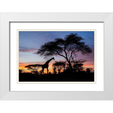 Africa-Botswana-Chobe National Park-Giraffe at sunset White Modern Wood Framed Art Print with Double Matting by Souders, Paul