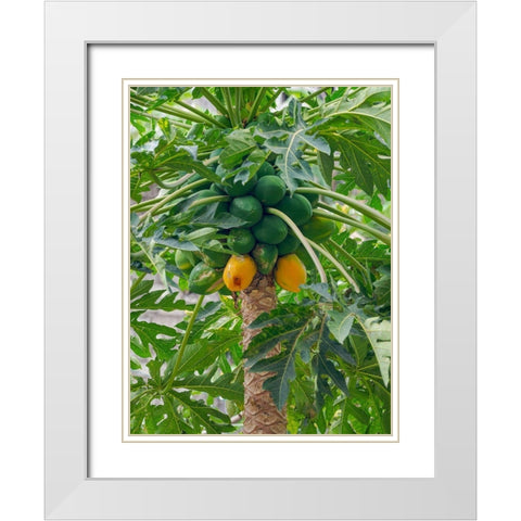 Papaya in valley Ribeira da Torre on the island Santo Antao-Cape Verde White Modern Wood Framed Art Print with Double Matting by Zwick, Martin