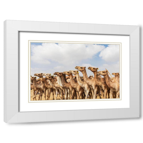 Africa-Egypt-Cairo-Birqash October 5-2018 Camels at the Souq al-Gamaal weekly camel market White Modern Wood Framed Art Print with Double Matting by Wilson, Emily