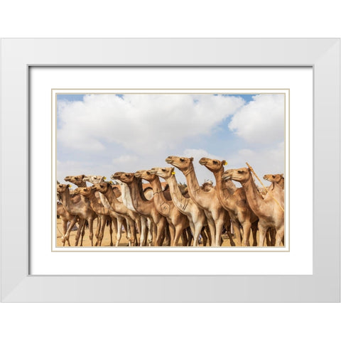 Africa-Egypt-Cairo-Birqash October 5-2018 Camels at the Souq al-Gamaal weekly camel market White Modern Wood Framed Art Print with Double Matting by Wilson, Emily