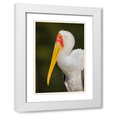 Yellow-billed stork-Masai Mara-Kenya-Africa White Modern Wood Framed Art Print with Double Matting by Jones, Adam