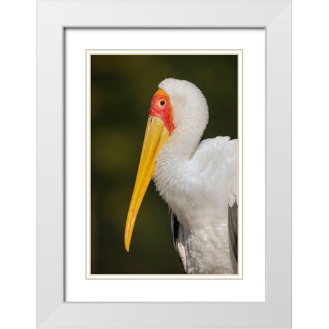 Yellow-billed stork-Masai Mara-Kenya-Africa White Modern Wood Framed Art Print with Double Matting by Jones, Adam