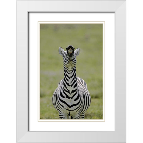 Kenya Burchells zebra exhibits flehmen display White Modern Wood Framed Art Print with Double Matting by Morris, Arthur