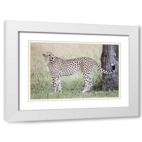 Kenya, Masai Mara Male cheetah pauses by tree White Modern Wood Framed Art Print with Double Matting by Morris, Arthur
