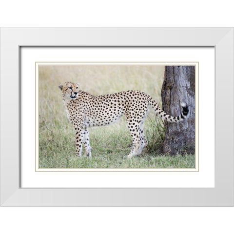 Kenya, Masai Mara Male cheetah pauses by tree White Modern Wood Framed Art Print with Double Matting by Morris, Arthur