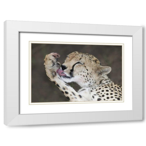 Kenya, Masai Mara Cheetah licking its paw White Modern Wood Framed Art Print with Double Matting by Morris, Arthur