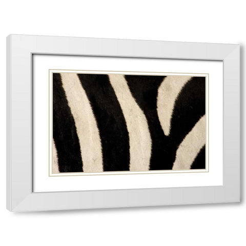 Kenya, Masai Mara Common zebras stripes White Modern Wood Framed Art Print with Double Matting by Morris, Arthur