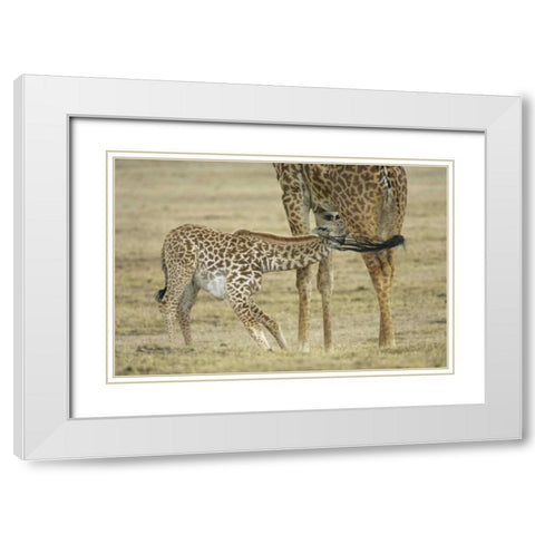 Kenya, Lake Naivasha Young giraffe nursing White Modern Wood Framed Art Print with Double Matting by Morris, Arthur