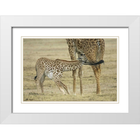 Kenya, Lake Naivasha Young giraffe nursing White Modern Wood Framed Art Print with Double Matting by Morris, Arthur