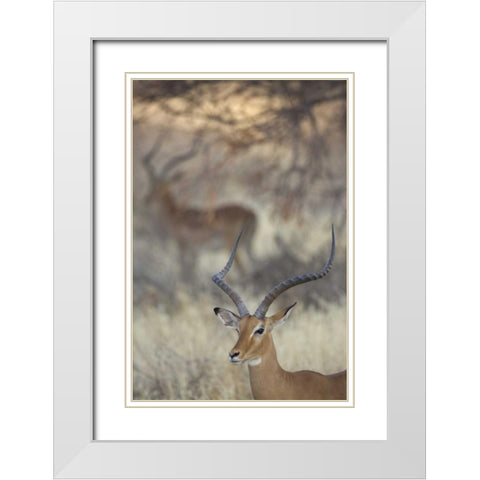 Kenya, Samburu Reserve Two Impalas amid grass White Modern Wood Framed Art Print with Double Matting by Morris, Arthur