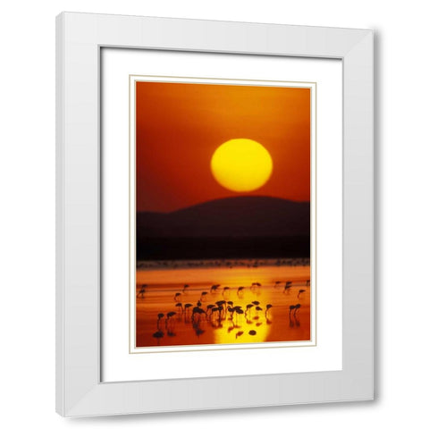 Kenya, Amboseli NP Flock of lesser flamingos White Modern Wood Framed Art Print with Double Matting by Morris, Arthur