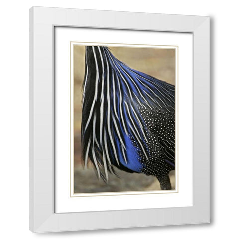 Kenya, Vulturine guinea fowl breast feathers White Modern Wood Framed Art Print with Double Matting by Morris, Arthur