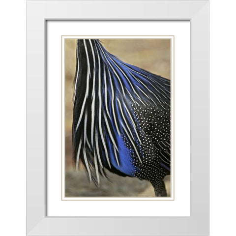 Kenya, Vulturine guinea fowl breast feathers White Modern Wood Framed Art Print with Double Matting by Morris, Arthur