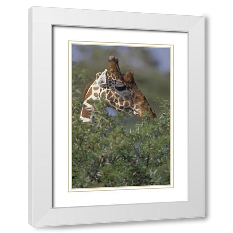 Kenya, Samburu NP A reticulated giraffe White Modern Wood Framed Art Print with Double Matting by Grall, Don