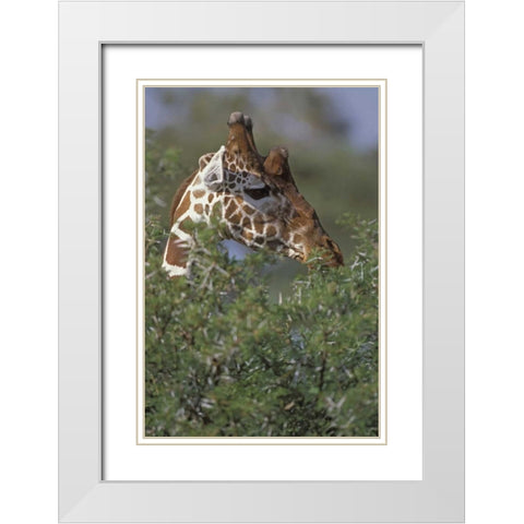 Kenya, Samburu NP A reticulated giraffe White Modern Wood Framed Art Print with Double Matting by Grall, Don