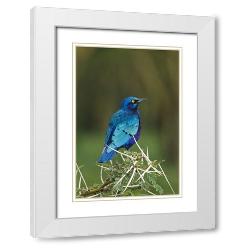 Kenya, Lake Nakuru NP Starling bird on acacia White Modern Wood Framed Art Print with Double Matting by Kirkland, Dennis