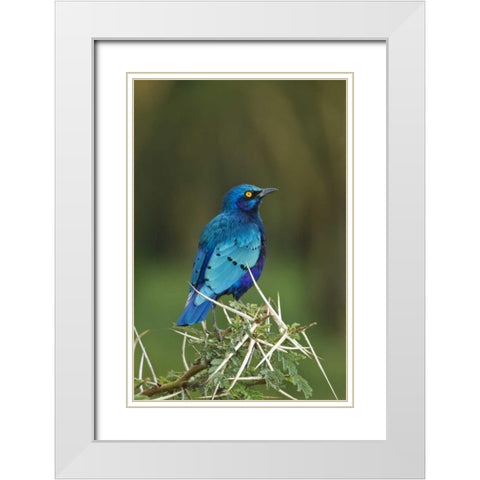 Kenya, Lake Nakuru NP Starling bird on acacia White Modern Wood Framed Art Print with Double Matting by Kirkland, Dennis