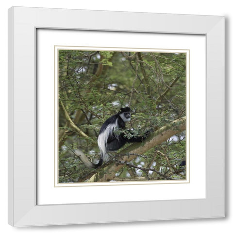 Kenya, Lake Nakuru NP Colobus monkey in a tree White Modern Wood Framed Art Print with Double Matting by Kirkland, Dennis