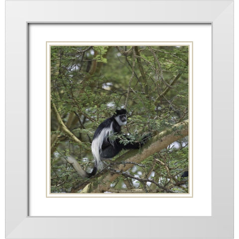 Kenya, Lake Nakuru NP Colobus monkey in a tree White Modern Wood Framed Art Print with Double Matting by Kirkland, Dennis
