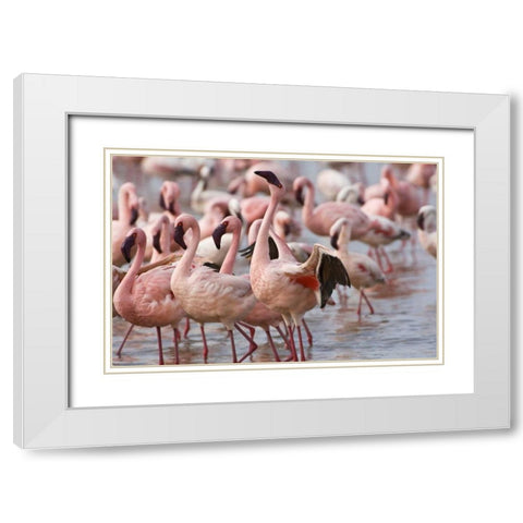 Kenya, Lake Nakuru NP Flamingoson Lake Nakuru White Modern Wood Framed Art Print with Double Matting by Kirkland, Dennis