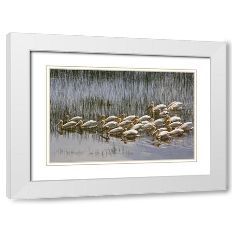 Kenya, Lake Nakuru NP Flock of white pelicans White Modern Wood Framed Art Print with Double Matting by Kirkland, Dennis