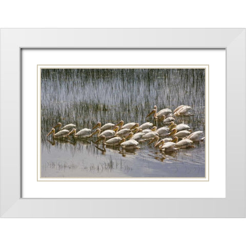 Kenya, Lake Nakuru NP Flock of white pelicans White Modern Wood Framed Art Print with Double Matting by Kirkland, Dennis