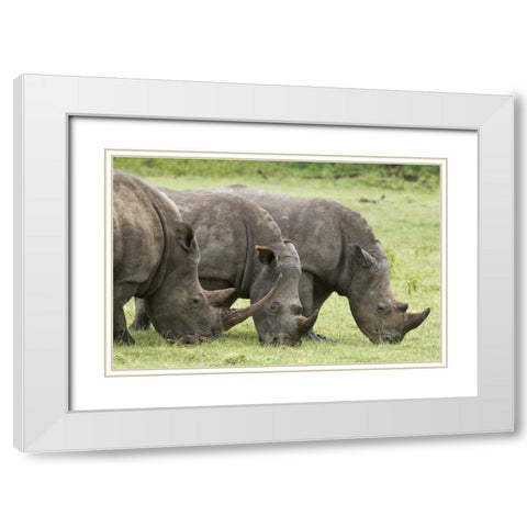 Kenya, Lake Nakuru NP White rhinoceroses grazing White Modern Wood Framed Art Print with Double Matting by Kirkland, Dennis