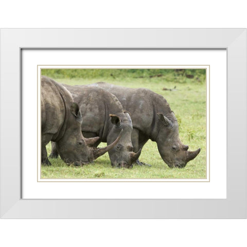 Kenya, Lake Nakuru NP White rhinoceroses grazing White Modern Wood Framed Art Print with Double Matting by Kirkland, Dennis