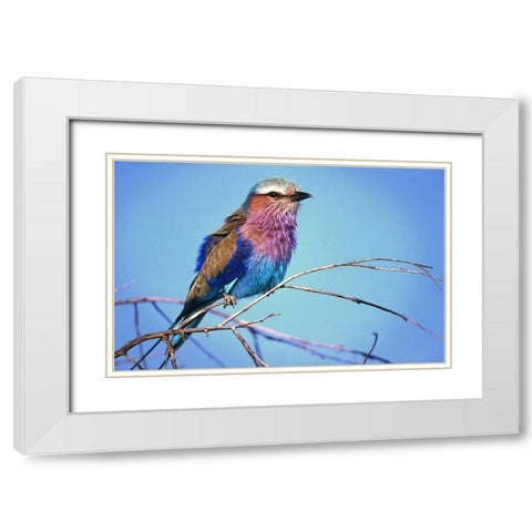 Kenya, Masai Mara Lilac-breasted roller on limb White Modern Wood Framed Art Print with Double Matting by Williams, Joanne